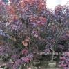 紫锦木1.6-1.7米 观叶植物 观叶景观树 基地直销