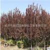 紫叶李树苗绿化苗木四季常青庭院种植行道点缀规格齐全紫叶李树苗