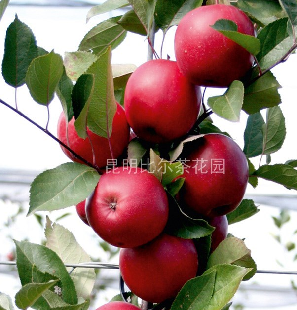 供红肉苹果（红色之爱）苗