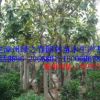 冠幅优美胸径12-20公分富贵榕袋苗移植苗 福建基地直销