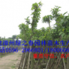 低价批发福建漳州富贵榕 胸径8-12公分 袋苗移植苗物美价廉