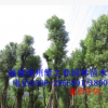 漳州全冠香樟袋苗假植苗 福建基地胸径20-30公分 物美价廉