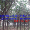绿化苗木 印度橡胶榕 橡皮树胸径5-10公分 福建漳州橡皮榕倾销