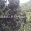 基地直销 罗汉松小苗 小叶罗汉松 四季青罗汉松 罗汉松种植基地