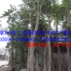 批发漳州火焰木袋苗 福建基地胸径10-15公分火焰树 精品A货