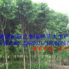 基地自产胸径8-12公分白玉兰袋苗 福建漳州玉兰花假植苗清场出售