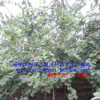绿化乔木 洋紫荆 红花紫荆羊蹄甲胸径5-8公分 福建漳州基地倾销