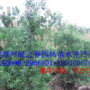 批发漳州澳洲红千层袋苗高1.5-2.5米 福建基地美花红千层 精品A货
