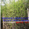 批发福建紫竹墨竹乌竹地径1-5公分高1-5米 漳州基地农户清场出售