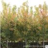 红枫树苗批发工程绿化花木美国红枫秋火焰 庭院风景中国红枫小苗