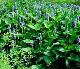 梭鱼草 大量 批发 杭州萧山 水生植 物 绿化 基地 筕菜