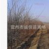 暴马丁香 河北乔灌木价格