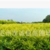 河北金叶榆价格保定金叶榆批发销售定州金叶榆苗木基地