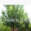 定州乔木白蜡 白蜡批发销售白蜡苗木基地