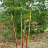 刚竹、红竹、高节竹、乌哺鸡竹、早园竹