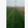 北京 天津 工程绿化高尔夫草坪 草皮 早熟禾草皮 工程用草坪