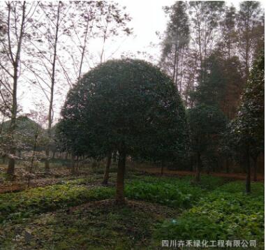 苗圃行道树湿地绿化庭院花园风景树庭荫树防护树优质八月桂花苗