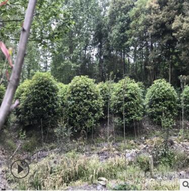 基地供应庭院景观绿化灌丛苗各种规格精品八月桂桂花球龙桂桂花球