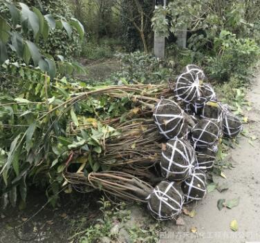 庭院花园花镜灌丛 精品丛生腊梅风景腊梅可以盆栽腊梅花坛绿篱