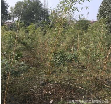 基地供应庭院水景绿篱灌丛花坛植物各种规格优质琴丝竹