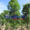 漳州桃花心木袋苗假植苗 福建基地胸径20-40公分 精品特选A货