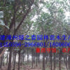 绿化苗木 印度橡胶榕 橡皮树胸径5-10公分 福建漳州橡皮榕倾销