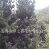 基地直销 罗汉松小苗 小叶罗汉松 四季青罗汉松 罗汉松种植基地