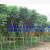 基地自产胸径8-12公分白玉兰袋苗 福建漳州玉兰花假植苗清场出售