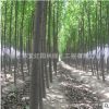 白杨树苗批发速生杨树苗 工程绿化苗木白毛杨庭院绿篱行道护坡