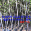 批发福建紫竹墨竹乌竹地径1-5公分高1-5米 漳州基地农户清场出售