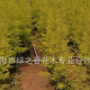 批发 叶红千层金 千层金树苗 热带植物园千层金 福建漳州千层金