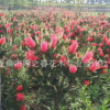 直销 红千层 美花 观花植物美花红千层 福建漳州红千层串钱柳