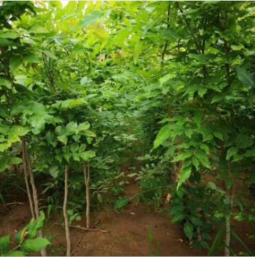 基地种植庭院四季花卉植物紫藤苗 多品种花园围栏藤紫藤苗木批发