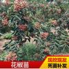 基地种植大红袍花椒苗 现挖现发高成活花椒苗大青稞园林苗木