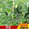 基地种植磨盘枣龙须枣各种品种苗枣苗 高成活率种植枣苗园林苗木
