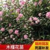 基地种植木槿花树苗 绿化苗木行道风景树木槿花苗批发现挖现发苗