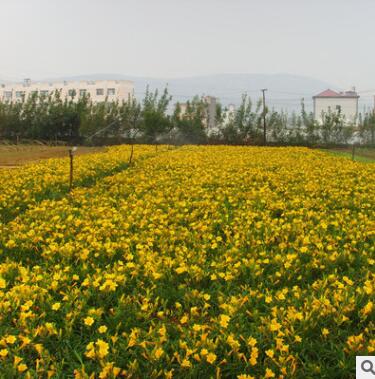 萱草苗基地批发绿化苗木色块绿篱行道点缀四季常青量大从优萱草苗