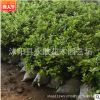 金森女贞苗批发工程绿化苗木灌木花卉 常绿植物 高杆金森女贞球