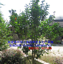 绿化苗木乔木 小叶紫薇胸径3-5公分 袋苗 福建漳州基地倾销