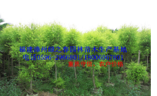 福建黄金香柳袋苗高1-2米 漳州千层金黄金宝树基地 清场出售