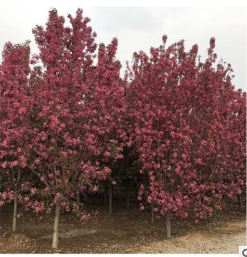 苗圃批发出售海棠树苗庭院绿化工程海棠树苗 观花类植物海棠树苗