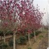 紫白玉兰树苗家庭园林观赏行道树露地落叶风景防护树苗