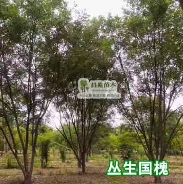 丛生国槐小苗黄金槐树苗垂槐龙爪槐香花槐树苗绿化苗木基地