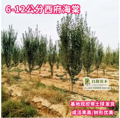 西府海棠树苗花卉北方南方庭院植物观花绿化树苗基地直销