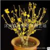 红梅花苗绿化花木庭院观赏气味芳香室内盆栽老树桩量大从优红梅