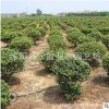 龟甲冬青球批发工程道路绿化苗木园林花坛绿篱龟甲冬青苗基地直销