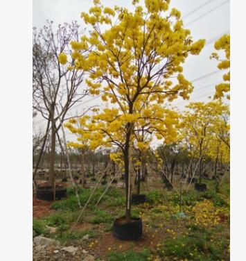 黄花风铃木 风铃木基地直销 大量批发房地产苗木