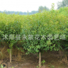 榆叶梅树苗批发庭院精品盆景榆叶梅 园林工程绿化花木梅花苗