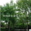 元宝枫树苗批发园林工程绿化苗木 元宝枫小苗行道风景树规格齐全