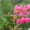 紫薇树苗批发 园林绿化苗木 庭院植物 行道风景树 红花紫薇树苗
